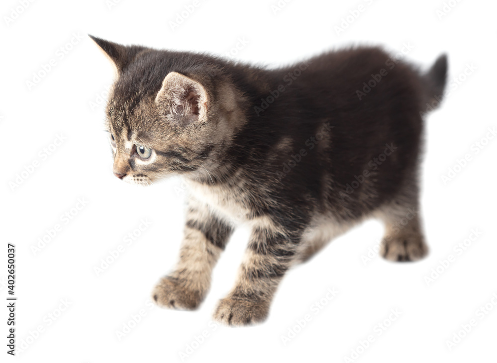 Kitten portrait isolated on a white background. Kitten portrait isolated on a white background.