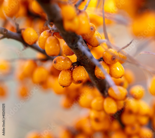 Orange berries of sea buckthorn on the branches