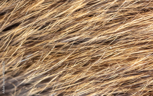 Close-up of mouse fur as background.