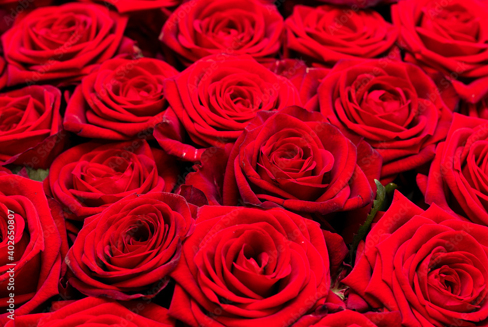 Red rose flowers as background. Red rose flowers as background.