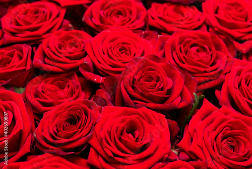 Red rose flowers as background.