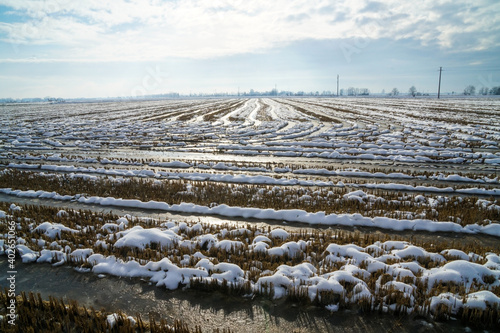 rice field in winter sunny day