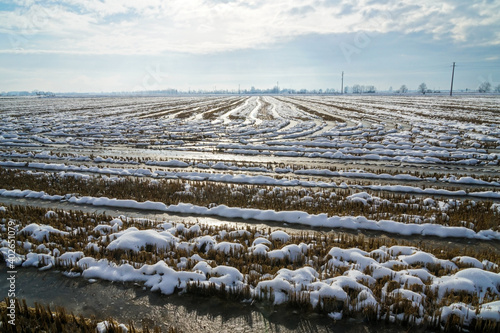 rice field in winter sunny day