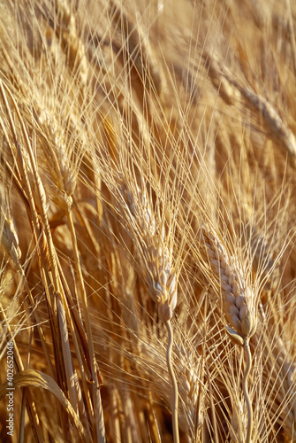 The summer harvest of wheat in the Apulian fields
