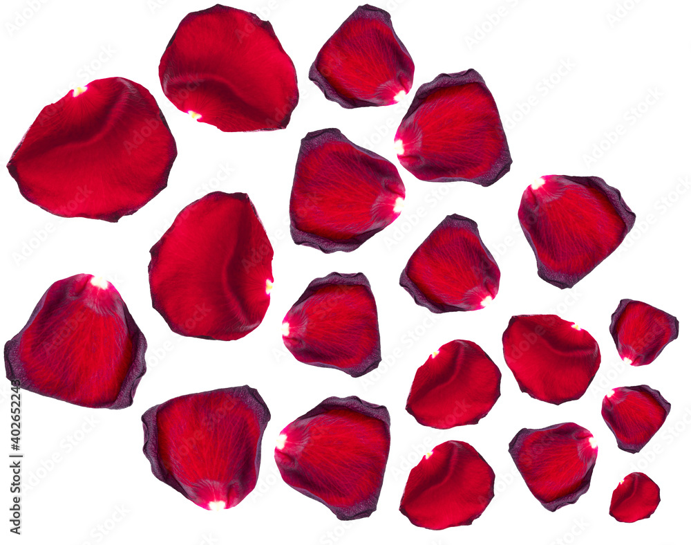 Red rose petals isolated on a white Red rose petals isolated on a white