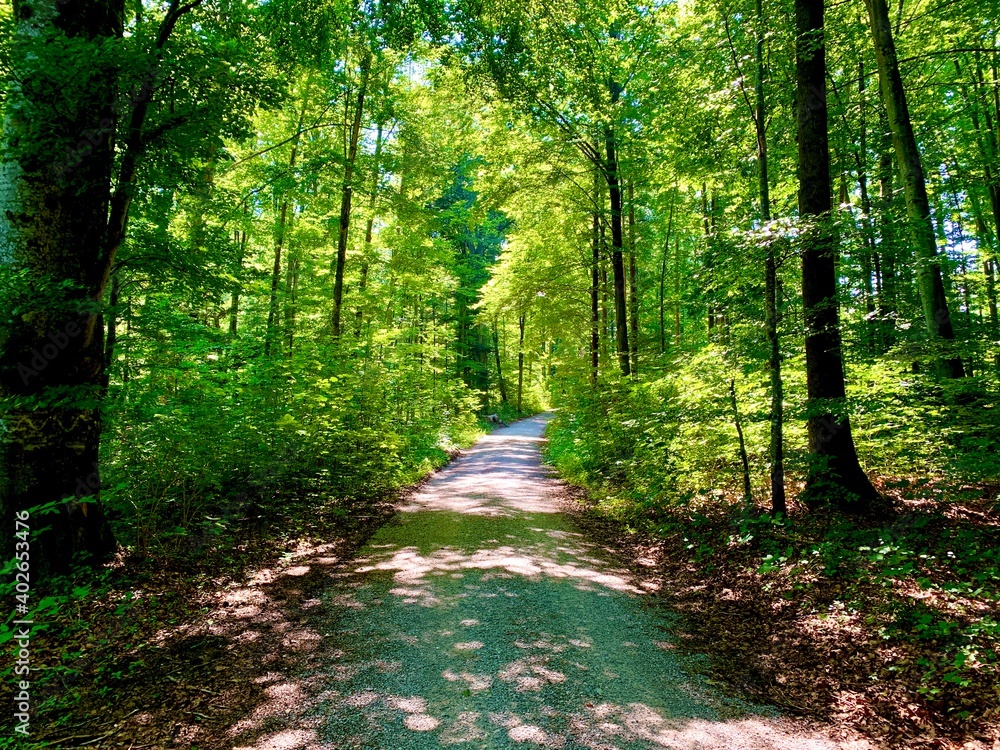 Obraz premium path in the forest