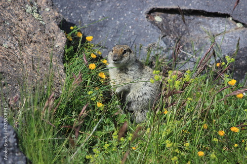 Gopher in the rocky mountains of the North Caucasus. High photo