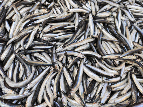Fresh anchovies at the fish market