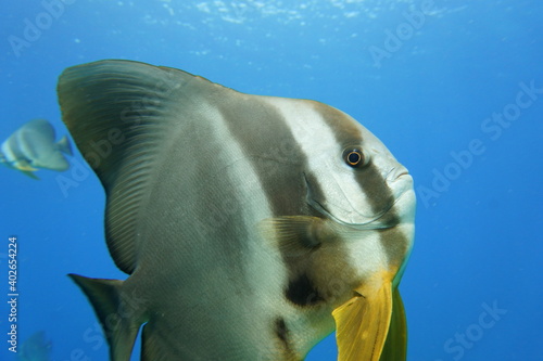 Palatax Batfish Maldives photo