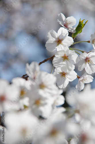 桜花 © kuki stock