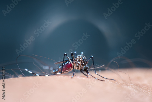 Macro of mosquito (Aedes aegypti) sucking blood photo