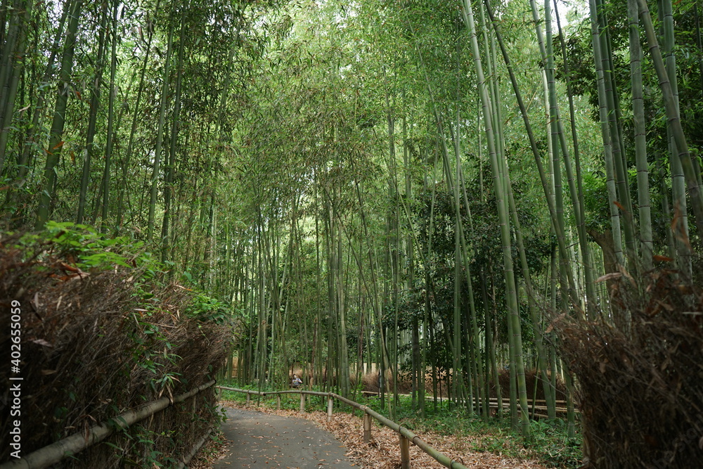 Bamboo Grove in Arashiyama, Kyoto prefecture, Japan - 京都 嵐山 竹林の小径	