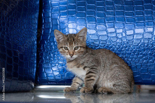 Shorthair tabby kitten on a blue textured background
