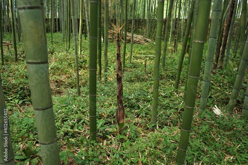 Bamboo Grove in Arashiyama, Kyoto prefecture, Japan - 日本 京都 嵐山 竹林