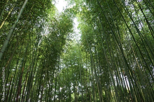 Bamboo Grove in Arashiyama  Kyoto prefecture  Japan -                               