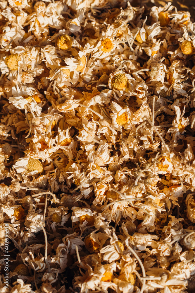 Heap of dried chamomile, concept of healthy nutrition, herbalism and alternative medicine.Closeup, from above, macro photo. Heap of dried chamomile, concept of healthy nutrition, herbalism and alternative medicine.Closeup, from above, macro photo.