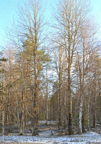 Early spring forest landscape in a march day