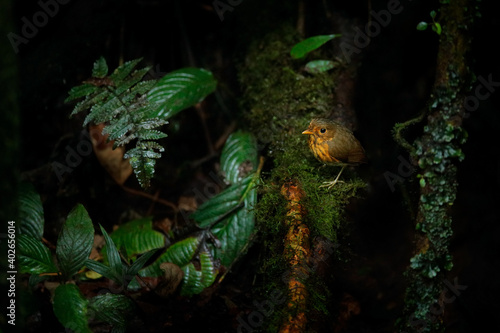 Ochre-breasted antpitta, Grallaricula flavirostris, bird placed in Grallariidae family. Antpitta in the dark nature forest habitat, Sumaco, Ecuador. Birdwatching in South America. Rare bird in wood.