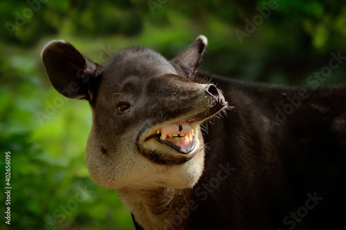 Laughing cheery tapir with open muzzle in nature. Central America Baird's tapir, Tapirus bairdii, in green vegetation. Portrait of animal from Costa Rica. Wildlife scene from tropical nature.  photo