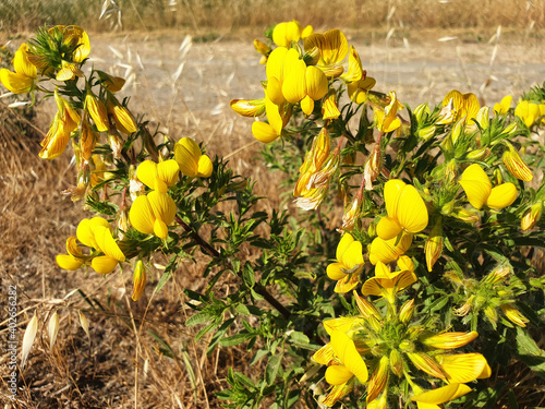 A bush of yellow flowers lotus ( medicago, genista or hippocrepis ) blooming in a field among dry grass. photo