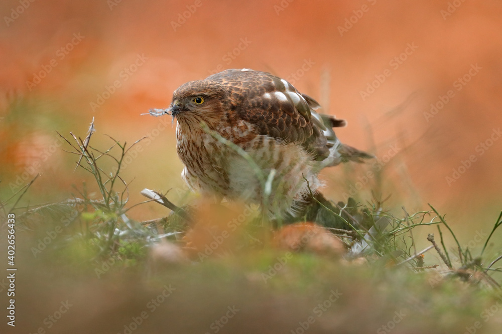 Fototapeta premium Sparrowhawk, Accipiter nisus, sitting green tree trunk in the forest with caught little songbird. Wildlife animal scene from nature. Eurasian Bird in the winter forest habitat. Hawk with kill.