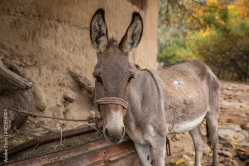 Gray donkey. Autumn landscape.  © Gaya