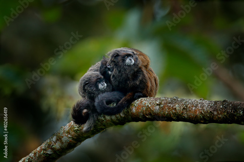 Family of Black Mantle Tamarin monkey, Saguinus nigricollis graellsi, from Sumaco National Park in Ecuador. Wildlife scene from nature. Tamarin siting on the tree branch in the tropic jungle forest.