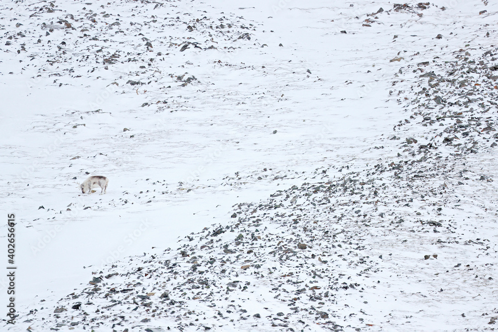 Arctic wildlife. Wild Reindeer, Rangifer tarandus, with massive antlers in snow, Svalbard, Norway. Wildlife scene from nature. Winter landscape with cute mammal. Arctic wildlife. Wild Reindeer, Rangifer tarandus, with massive antlers in snow, Svalbard, Norway. Wildlife scene from nature. Winter landscape with cute mammal.