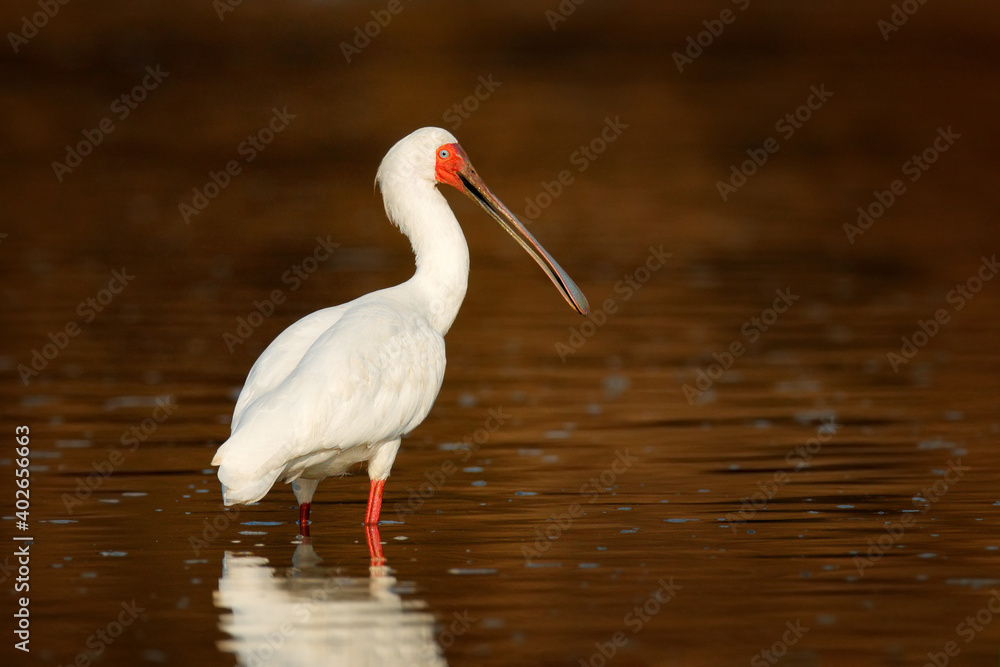 African spoonbill, Platalea alba, ibis from Okavango delta, Moremi, Botswana in Africa. Bird searching food in the river water. White spoonbill with red spoon beak, in the habitat. Wildlife nature. African spoonbill, Platalea alba, ibis from Okavango delta, Moremi, Botswana in Africa. Bird searching food in the river water. White spoonbill with red spoon beak, in the habitat. Wildlife nature.