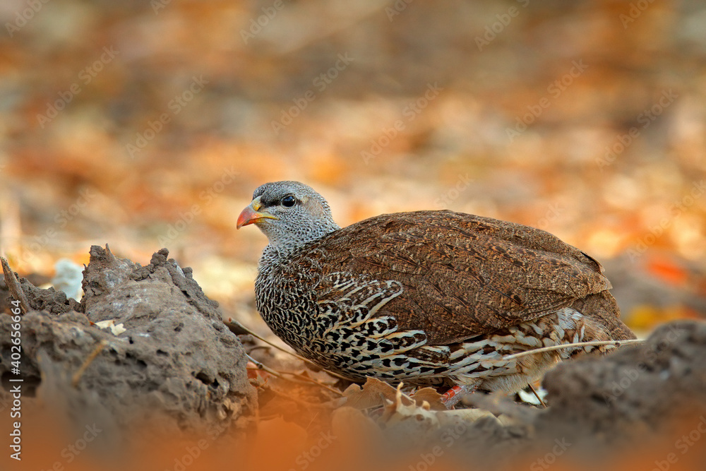 Natal spurfowl francolin, Pternistis natalensis, bird in the nature habitat, Mana Pools NP, Zimbabwe in Africa. Evening light with bird on the gravel sand road. Natal spurfowl francolin, Pternistis natalensis, bird in the nature habitat, Mana Pools NP, Zimbabwe in Africa. Evening light with bird on the gravel sand road.