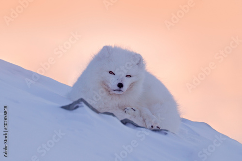 Polar fox in habitat, winter landscape, Svalbard, Norway. Beautiful white animal in the snow. Wildlife action scene from nature, Vulpes lagopus, face portrait of white fur coat fox. Mammal from Europe © ondrejprosicky