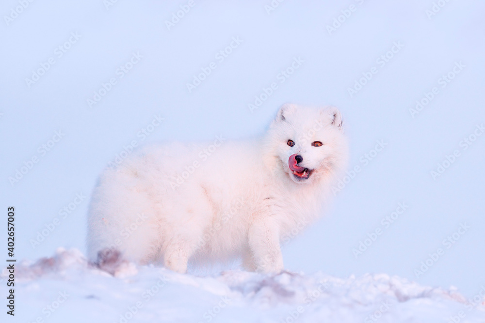 Polar fox with deer carcass in snow habitat, winter landscape, Svalbard, Norway. Beautiful white animal in the snow. Wildlife action scene from nature, Vulpes lagopus, Mammal from Europe Polar fox with deer carcass in snow habitat, winter landscape, Svalbard, Norway. Beautiful white animal in the snow. Wildlife action scene from nature, Vulpes lagopus, Mammal from Europe