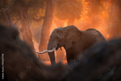 Photography Elephant at Mana Pools NP, Zimbabwe in Africa