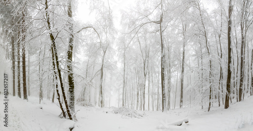 winter landscape in forest with white covered trees © travelview