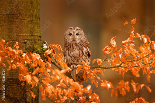 Foto Tawny owl hidden in the fall wood, sitting on tree trunk in the dark forest habitat