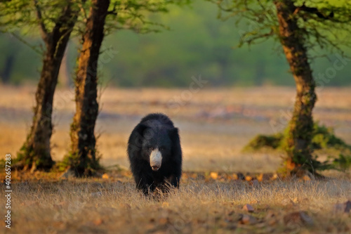 Photography India wildlife