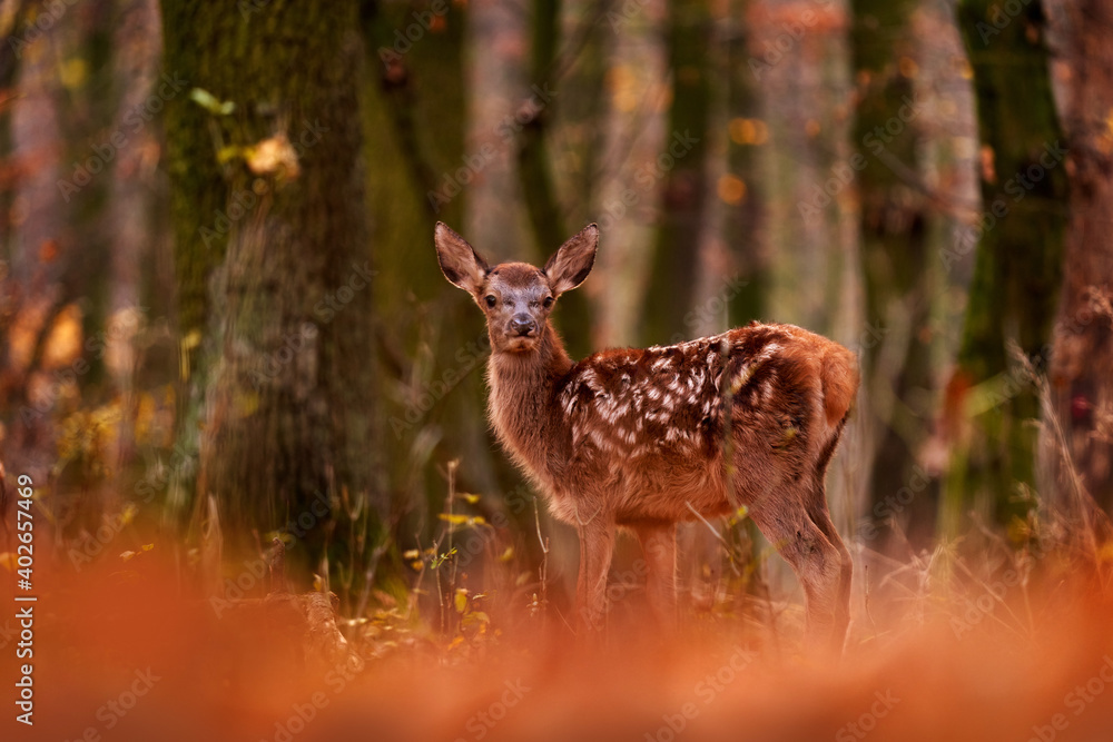 Cute beautiful young cub of red deer in the autumn orange forest habitat, Germany. Red deer baby animal without mother lost in the trees, wildlife nature in Europe.