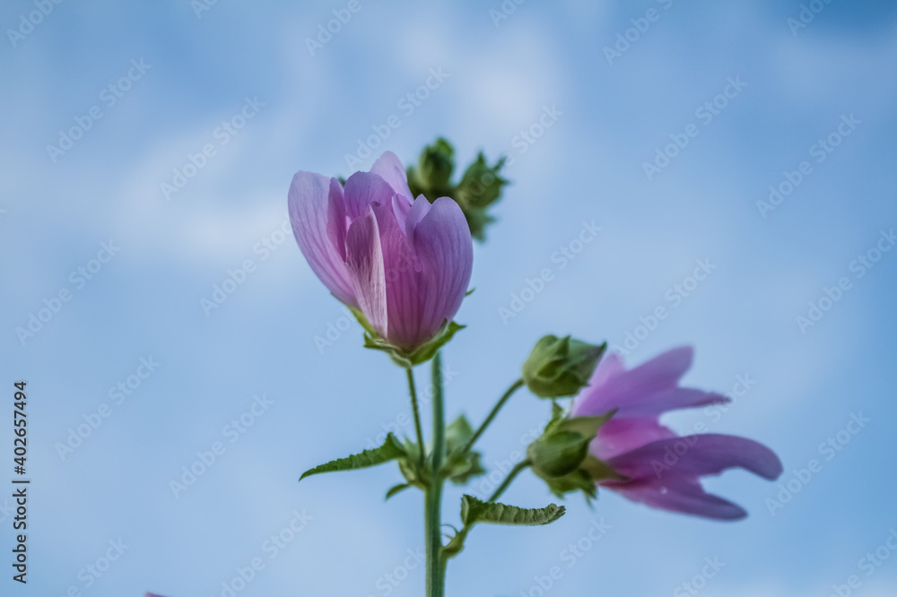 Delicate pink flower grows in the meadow Delicate pink flower grows in the meadow