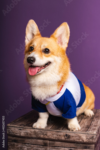 Portrait of a pembroke welsh corgi dog wearing blue bandana tie looking at the camera with mouth open seen from the front on a purple background