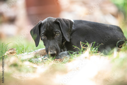 Wallpaper Mural puppy of european sled dog great for mushing Torontodigital.ca