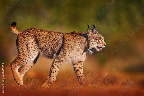 Iberian lynx, Lynx pardinus, wild cat endemic to Iberian Peninsula in southwestern Spain in Europe. Rare cat walk in the nature habitat. Canine feline with spot fur coat, evening sunset light.