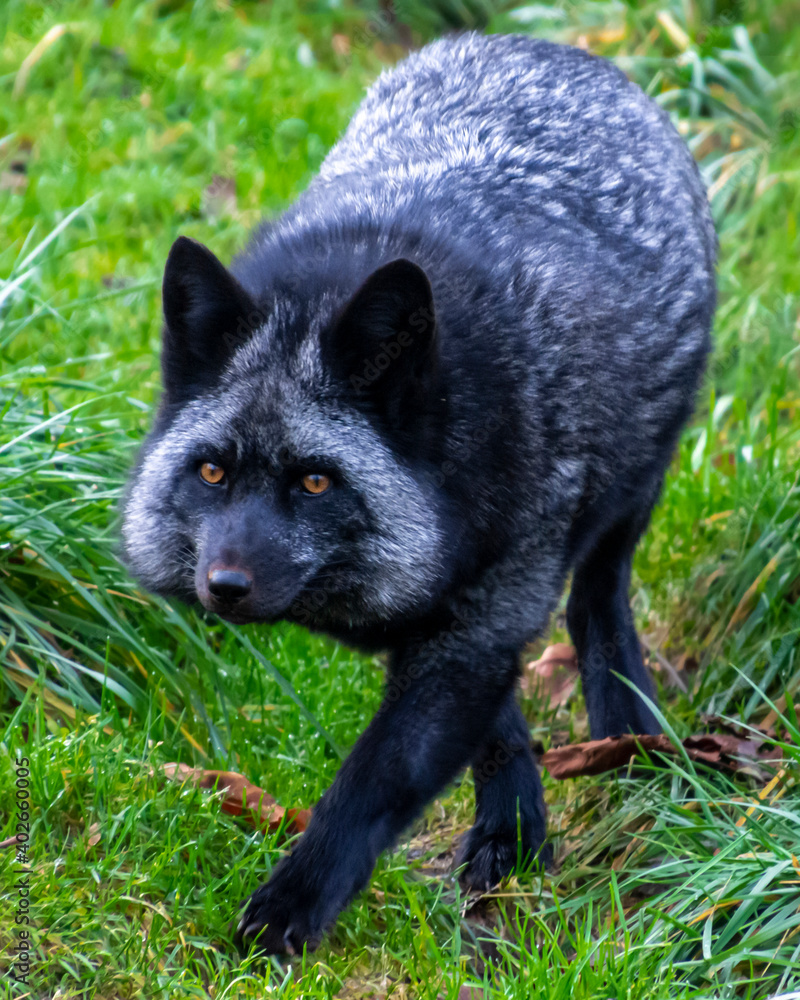 Beautiful silver fox Beautiful silver fox