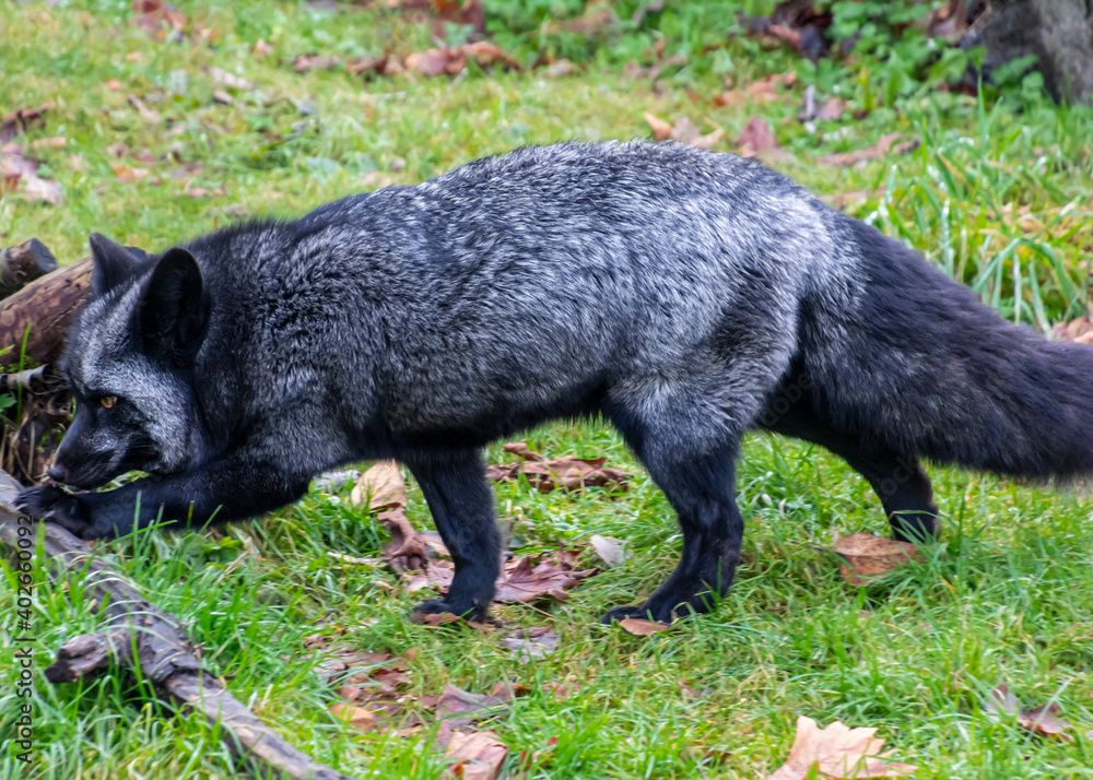 Beautiful silver fox Beautiful silver fox