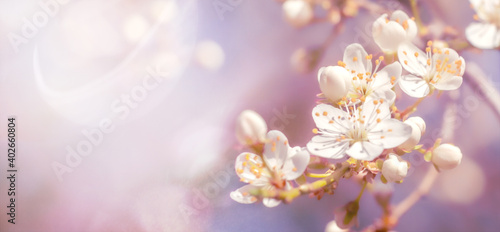 Spring nature banner, soft focus image of blossoming cherry branches.
