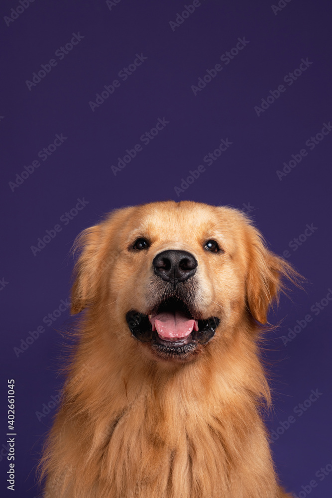 Portrait of a cute golden retriever puppy looking at the camera on a purple background