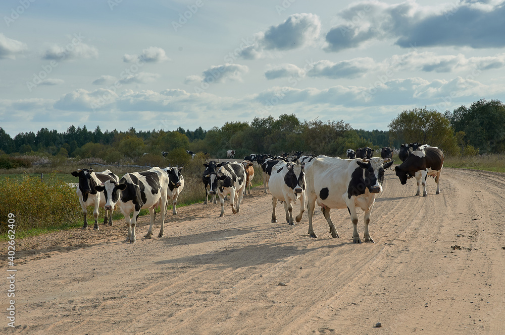 A herd of cows is walking along a rural road