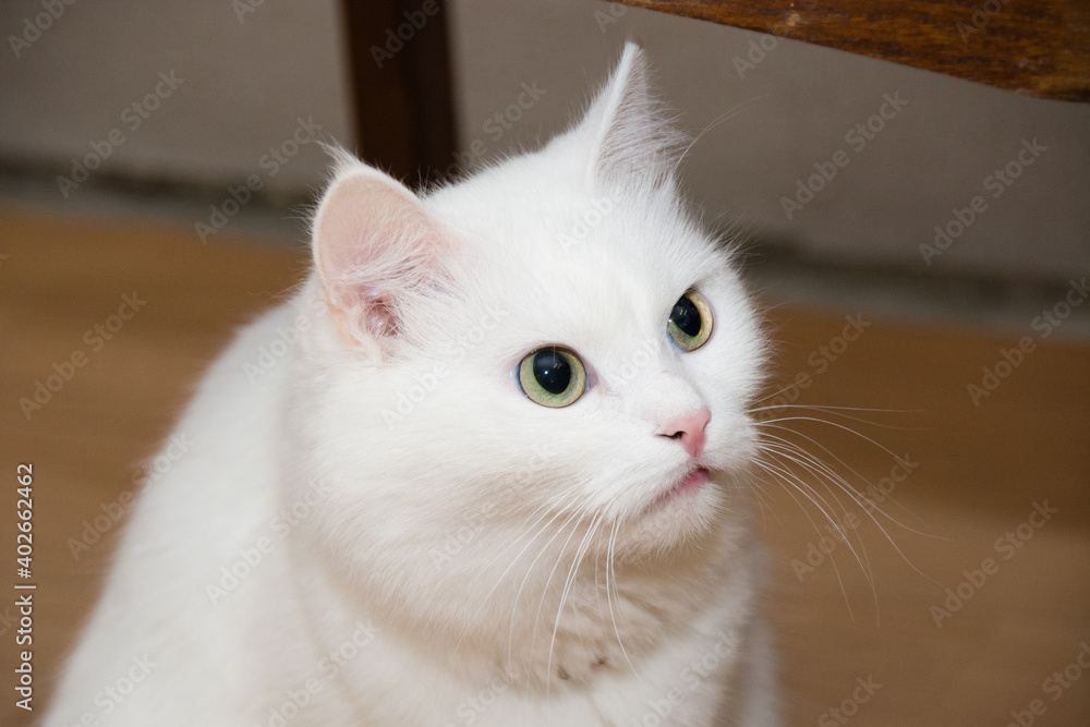 Beautiful mongrel white young cat at home