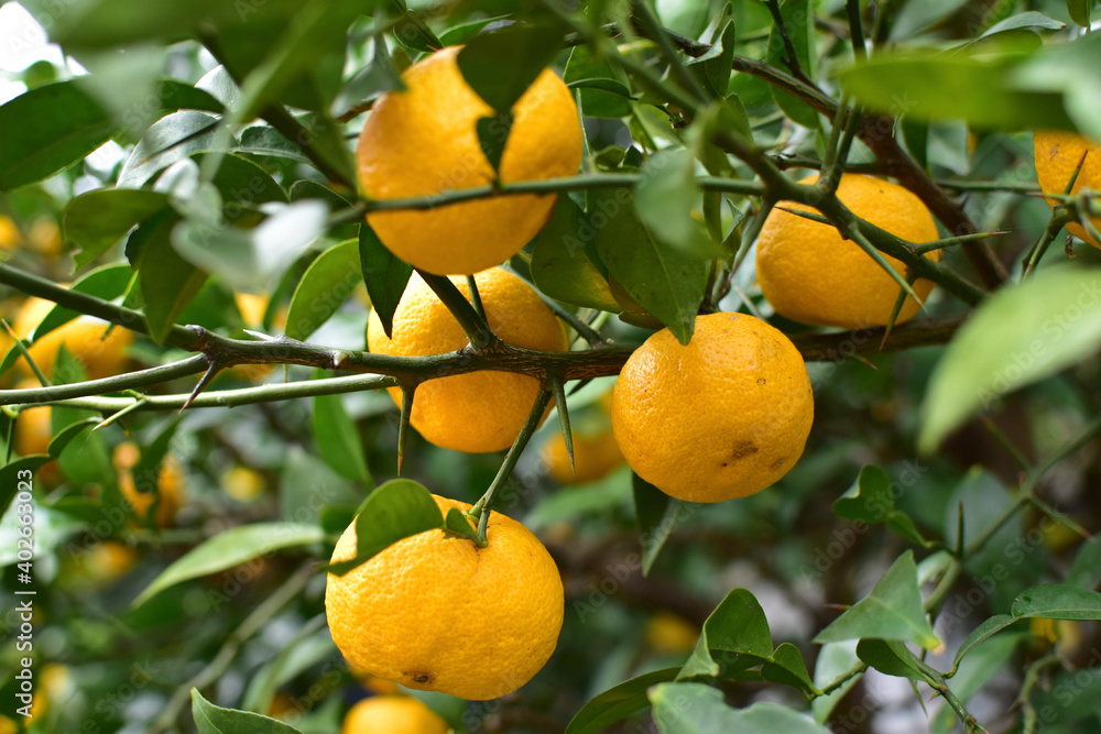 oranges on tree