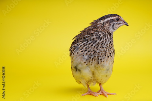Isolated Japanese quail on yellow background.
