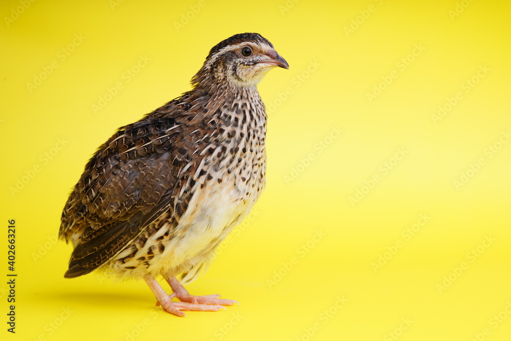 Isolated Japanese quail on yellow background. Isolated Japanese quail on yellow background.